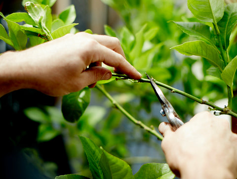 Pruning Fruit Trees