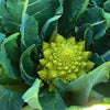 Broccoli Romanesco Heirloom Seeds