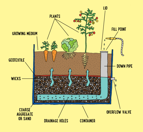 Wicking Beds 101 | The Little Veggie Patch Co