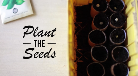 Planting seeds in toilet roll planters