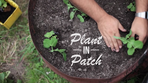 Plant Toilet Paper Rolls in Patch