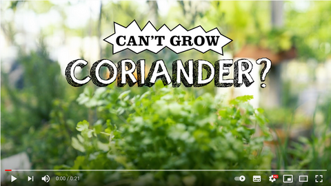 Coriander Youtube Video