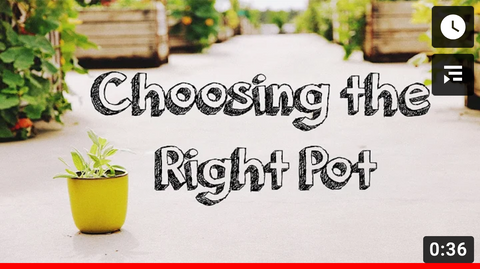 Choosing the right pot size