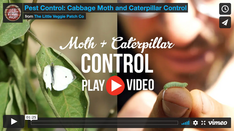 Moth & Caterpillar Control Youtube Video