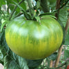 Tomato 'Aunt Ruby's Green' Heirloom Seeds