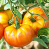 Tomato "Pineapple" Heirloom Seeds
