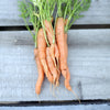 Carrot 'Baby Amsterdam' Heirloom Seeds