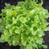 Lettuce 'Oakleaf' Heirloom Seeds