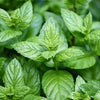 Mint 'Peppermint' Heirloom Seeds