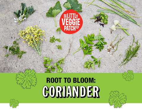 root to bloom coriander