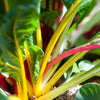 Swiss Chard 'Rainbow' Heirloom Seeds