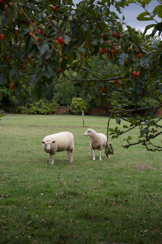 Two sheep in a field near an apple tree