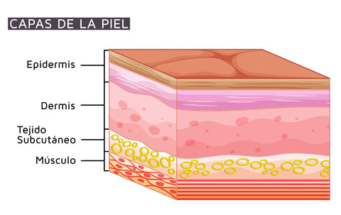 Capas de la piel