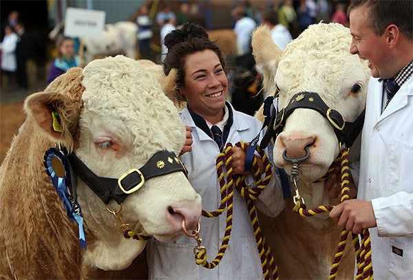 Bulls Prize winning Devon