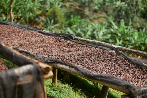 Coffee bean drying process