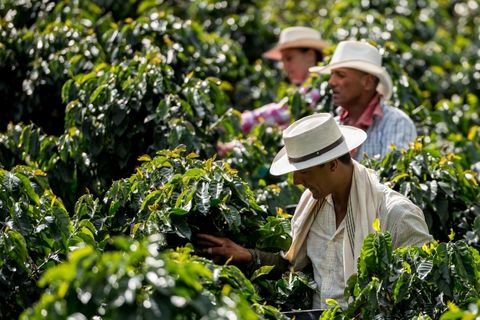 cOFFEE FARMER