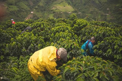 Coffee farmer in field