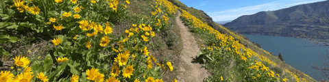 spring wildflowers in the columbia river gorge