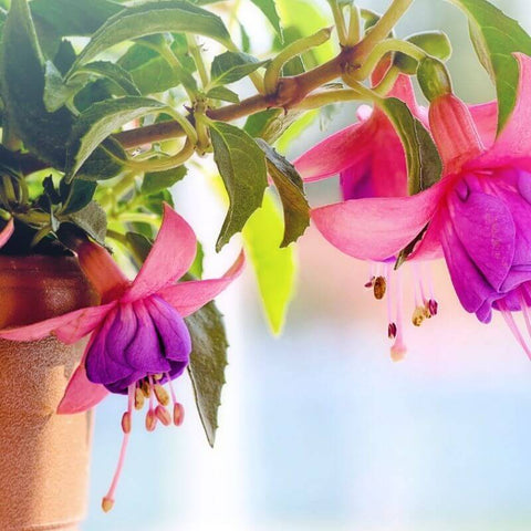 fuchsia plants growing in a pot