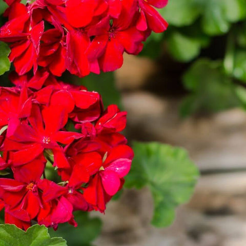 red geraniums in Summer