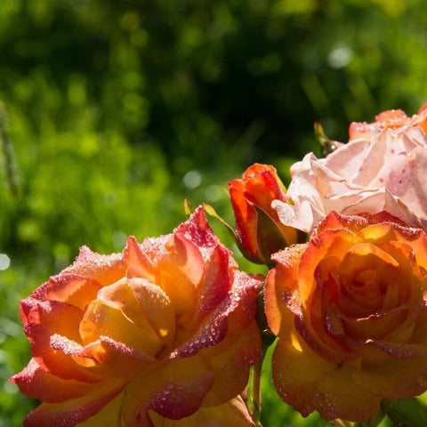 Summer roses in the garden