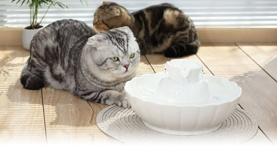 Best Cat Water Fountain Reviews 2020 – Pet Pet Buy