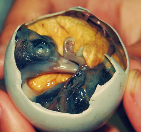 Balut