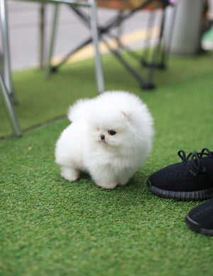 cute cup puppies