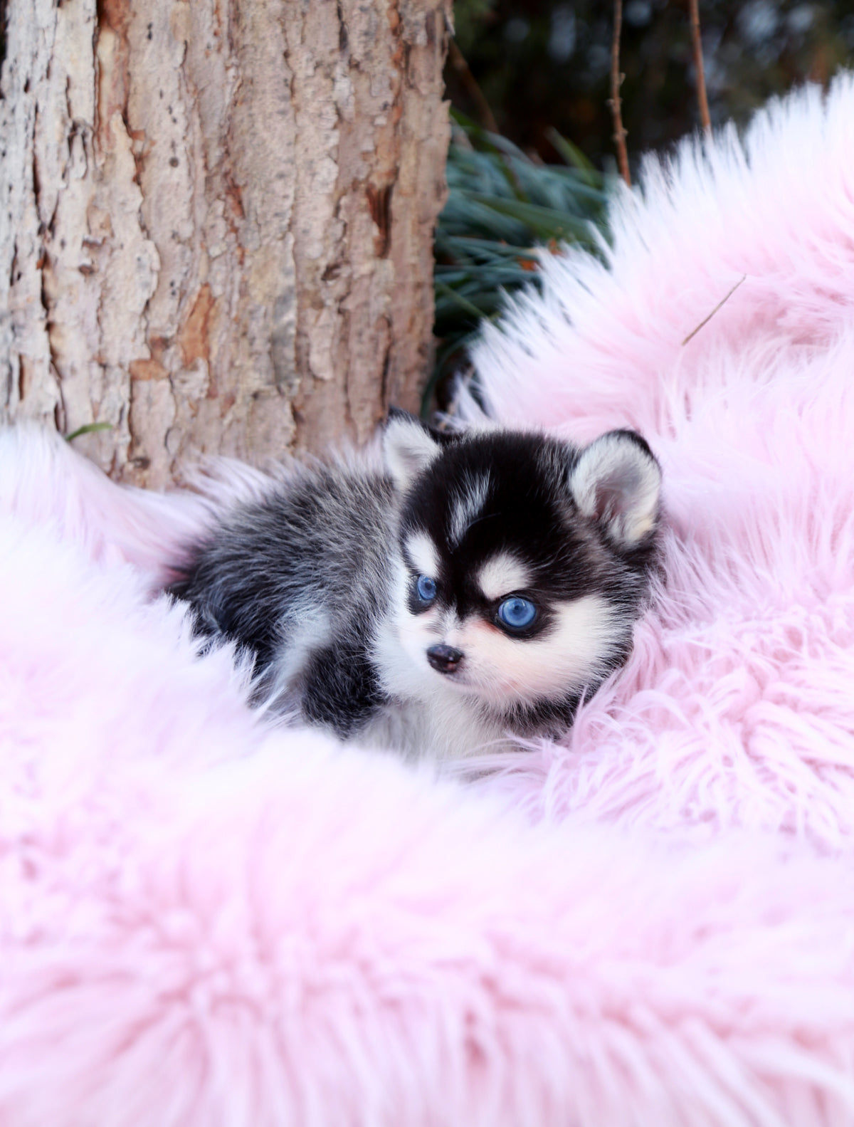 black teacup puppy