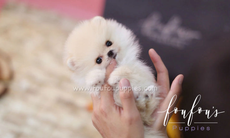 Pixie Pomeranian F. | Foufou Puppies