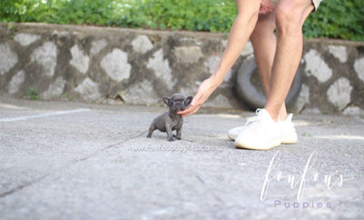 toy french bulldog puppies