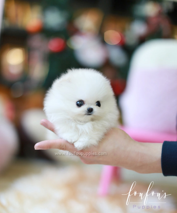 white teacup puppies