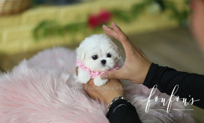 Mini Toy Maltese Puppies 