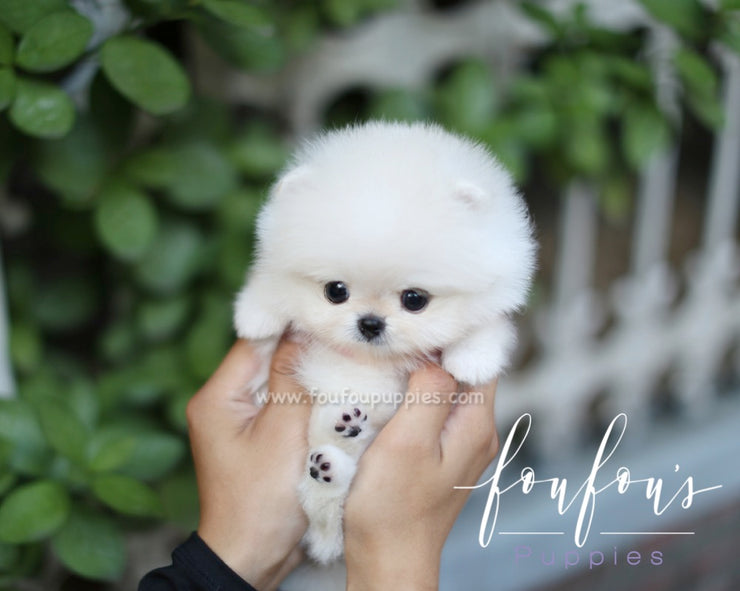 boo dog breed price