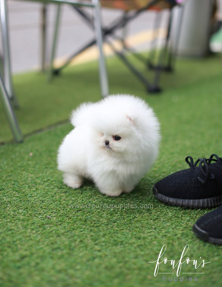 Nova - Pomeranian M. | Foufou Puppies