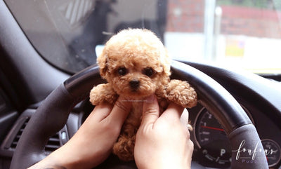 teacup toy poodle for sale