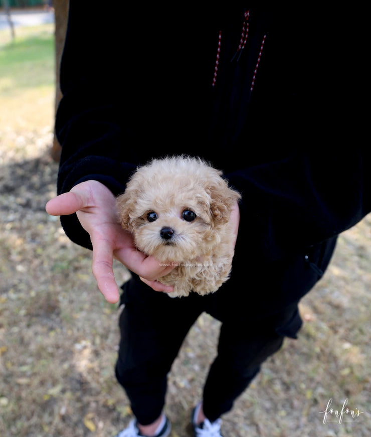 Bebe Poodle M Foufou Puppies