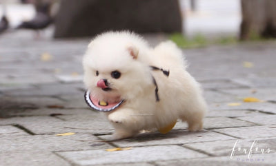 pomeranian in teacup