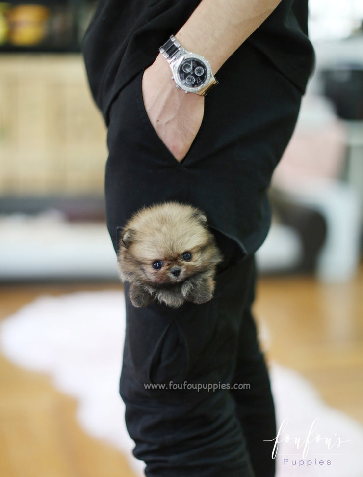 Kiwi Pomeranian F. Foufou Puppies