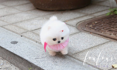 teacup pomeranian stuffed animal