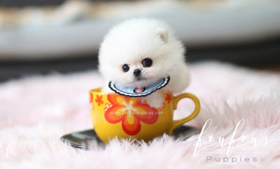 micro teacup pomeranian cost