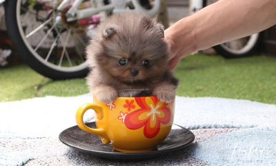 teacup toy pom puppies