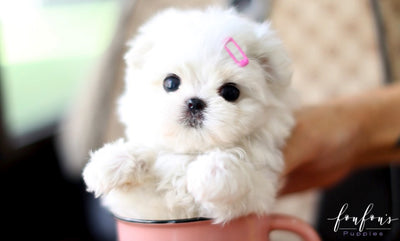 miniature maltese dog for sale