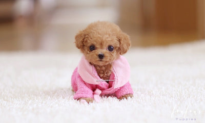 Teacup Poodle Breed Profile Size Temperament Health And More Perfect Dog Breeds