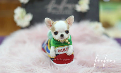 teacup chihuahua puppies for sale in kraaifontein