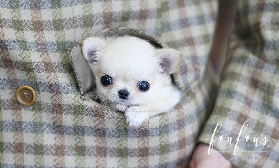 tiny chihuahua puppy