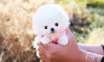 Pomeranian Puppies for Sale | Micro Toy Pomsky | Foufou Puppies