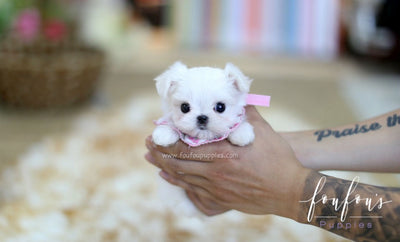 miniature maltese dog for sale