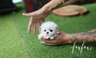 mini maltese poodle