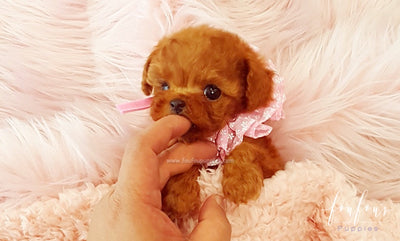 red teacup poodle for sale